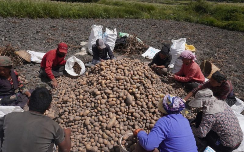 मुस्ताङमा आलु उत्पादन क्षेत्र विस्तार : ६२ करोड ८२ लाख बढीको बिक्री