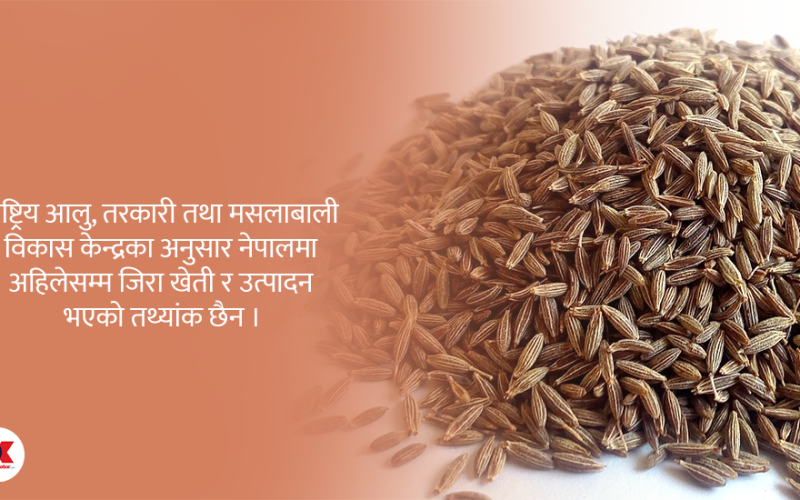 नेपाली भान्सामा बर्सेनि ३ अर्बको विदेशी जिरा, स्थानीय उत्पादन शून्य