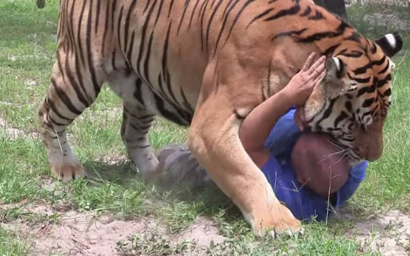 कावासोतीमा बाघको आक्रमणमा परी १ जना घाइते